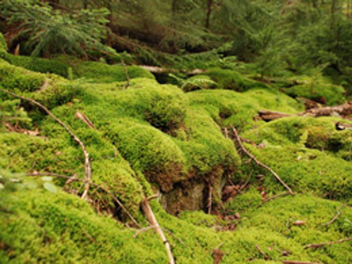 moss growing over rocks in forest