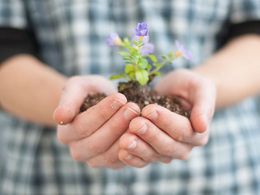 Seedling and soil in hands
