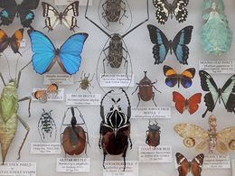 Display of insects